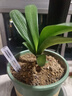 特价大盆君子兰盆栽名贵国宝级花卉苗绿植物圆头和尚室内四季好养 01：【特惠款】5-8片叶子+带土 送肥料【不含盆】 实拍图