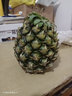 正宗海南金钻凤梨新鲜水果当季树上熟芒果凤梨【催熟食用】 1粒装单果500g-650g【7成熟，催熟再吃】 实拍图