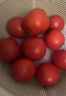西红柿水果沙瓤番茄多汁新鲜蔬菜生鲜减肥减脂可生吃 西红柿 1斤 试吃款 实拍图
