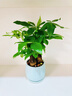 ⭐【包活】发财树盆栽鲜花绿植物办公室内吸甲醛绿萝文竹水培易养 三杆优质发财树【原盆】 实拍图