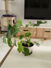 龙鳞春羽水培植物天堂鸟客厅绿萝盆栽花卉富贵竹龟背竹好养的绿植 精品春羽20-25cm【2棵】送营养液 实拍图