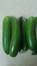 京喜加新鲜无刺水果小黄瓜小青瓜脆甜荷兰脆嫩生吃黄瓜蔬菜 水果黄瓜 2斤 带箱活动 实拍图