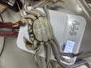 【活蟹】蟹宗大闸蟹鲜活螃蟹河蟹现货全母3.5-3.8两8只去绳足重水产生鲜海鲜礼品礼盒 实拍图