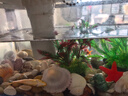 阔庭（KUOTING）缸水族箱生态桌面鱼缸新款懒人鱼缸生态造景过滤制氧一体机白色 实拍图