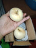 山东烟台黄金奶油富士苹果 栖霞牛奶苹果当季新鲜水果装箱 奶油苹果2个果单果100g+试吃装 实拍图