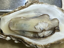 鲜京采 鲜活生蚝4XL 净重5斤 10-13只 鲜活到家 生鲜海鲜 源头直发 实拍图
