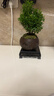 开时果 小叶赤楠盆景摆件 办公室桌面绿植花卉好养盆栽植物源头直发包邮 【推荐款】舍得紫砂盆+苔藓+底座 实拍图