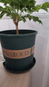 墨斗鱼花盆加仑盆加厚高款2加仑*3多肉绿萝月季盆栽树脂塑料简约带托盘 实拍图