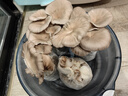 菇婆婆平菇蘑菇种植菌包菌棒盆栽食用菌种家庭趣味栽培阳台采新鲜的蘑菇 灰平菇【出口级-4袋装】 袋装 实拍图