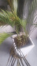 中梦散尾葵植物盆栽客厅大型绿植室内办公室凤尾竹盆景天堂鸟花卉 散尾葵高80-90厘米简易原盆 实拍图