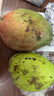 庾丰 芒果新鲜水果生鲜整箱当季大青皮芒 热带孕妇芒果 5斤装(净果4.5斤)单果200g+ 实拍图