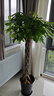 叹为观止大型植物发财树各种大颗盆栽开业乔迁客厅办公室内好养大型花卉 辫子发财树【1.7-1.8米】 含盆 实拍图