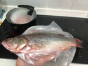 鲜活冲浪河鲈鱼400-500g/条 实拍图