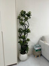 叹为观止大型植物发财树各种大颗盆栽开业乔迁客厅办公室内好养大型花卉 造型鸭脚木【1.5-1.7米】 含盆 实拍图