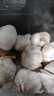 紫白皮蒜水果大蒜超市即食生鲜蔬菜大蒜 [活动]10头 200g 单果3.5-5cm 实拍图