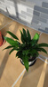 【热销款】白掌一帆风顺盆栽水培植物室内花绿植红掌发财树吸甲醛 特级白掌10-12株带花【基地原盆原土】 实拍图