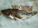 仙泉湖三去桂花鱼1斤单条净膛鳜鱼冷冻季花鱼鳌花生鲜食材海鲜水产 实拍图