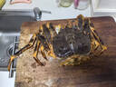 参典 鲜活速冻阿拉斯加帝王蟹生鲜海鲜水产年货送礼 4.1-4.5斤/只 实拍图