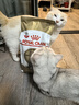 皇家猫粮 英短成猫粮 BS34 通用粮 12月以上 2KG 实拍图