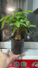 发财树盆栽大植物室内办公室桌面客厅小盆景招财树苗绿植花卉盆栽 三杆发财树 5-8cm【繁星吸水盆】 【送肥料】 实拍图