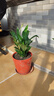 【热销款】白掌一帆风顺盆栽水培植物室内花绿植红掌发财树吸甲醛 特级白掌10-12株带花【基地原盆原土】 实拍图