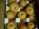 甜萌果蔬山东秋月梨 新鲜水果冰糖梨 送人送礼当季水果年货送礼盒 5斤精选果装【爆甜多汁】净重4.5斤 实拍图