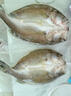 鲜京采三去海鲈鱼3斤/3条 生鲜鱼类 白蕉鲈鱼地标 鱼类源头直发 实拍图
