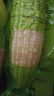 金沃瑞丰【25年头茬】白糯有机玉米棒220g*8根3.5斤 新鲜甜粘非转基因早餐 实拍图