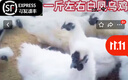 一斤左右现货白凤乌鸡活的正宗泰和乌鸡苗白毛鸡乌骨鸡脱温苗现货 1斤左右白凤乌鸡【2公8母送2只防损12只】 实拍图