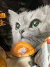亿迪 猫粮冻干10斤成猫幼猫国产全价布偶蓝猫银渐层全阶段专用 实拍图