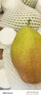京鲜生 河北酥润香梨 净重4.5斤 单果120g+ 生鲜水果 源头直发 实拍图