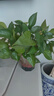 双盟 绿萝盆栽除甲醛花卉绿植办公室新房净化空气110款10盆装源头直发 实拍图