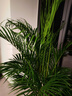 植男植女客厅绿色植物散尾葵大型绿植凤尾竹室内盆栽轻奢夏威夷竹源头直发 实拍图