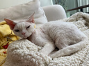 POPOCOLA猫窝冬季保暖电热毯加热发热冬天智能恒温幼猫咪屋全半封闭式猫窝 电加热猫窝 全年龄猫咪通用 实拍图