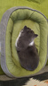 【京东快递】猫窝狗窝中大型狗垫子四季通用狗狗窝垫大型狗窝沙发 草绿色 L- 60*48cm 适合15斤内宠物 实拍图
