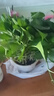 长藤绿萝盆栽室内花卉大叶绿箩水养盆景桌面办公客厅水培垂吊绿植 白盆1盆藤长30cm左右带吸水盆 实拍图