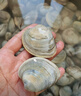 鲜京采 鲜活美贝 17-22粒/斤 净重5斤 蛤蜊花蛤生鲜海鲜 源头直发 实拍图