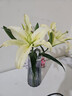 黄色百合5朵(2-3枝） 实拍图