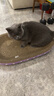 【京东物流】猫抓板磨爪猫窝一体耐磨不掉屑超大号猫玩具猫咪用品 椭圆巨无霸+猫薄荷 实拍图