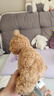 Jellycat巴塞罗熊动物毛绒玩偶儿童安抚公仔小熊潮玩生日新婚礼物 巴塞罗熊 Medium 实拍图