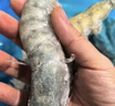 鲜京采 精选41/50南美白虾仁 无冰净重2斤 90-110只 源头直发 实拍图