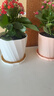 九千谷花盆欧式简约创意加厚塑料三色混装中号3个装办公桌面带托盘4276 实拍图