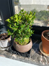 开时果 小叶赤楠盆景摆件 办公室桌面绿植花卉好养盆栽植物源头直发包邮 【推荐款】舍得紫砂盆+苔藓+底座 实拍图