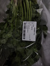 带根香菜100g 实拍图