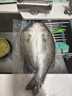 仙泉湖 三去白蕉海鲈鱼500g/条+三去桂花鱼400g/条冷冻海鲜水产食材 实拍图