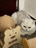 HELLOJOY逗猫咪玩具自嗨解闷猫抓板幼猫爪板小猫抓球耐抓不掉屑耐磨猫爬架 实拍图