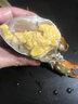 【活蟹】掌昕鲜三门青蟹 奄仔蟹（4-6只）2斤 生鲜活螃蟹海鲜水产送礼品盒装源头直发 实拍图