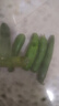 京喜加新鲜无刺水果小黄瓜小青瓜脆甜荷兰脆嫩生吃黄瓜蔬菜 水果黄瓜 2斤 带箱活动 实拍图