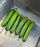 京喜加新鲜无刺水果小黄瓜小青瓜脆甜荷兰脆嫩生吃黄瓜蔬菜 水果黄瓜 2斤 带箱活动 实拍图