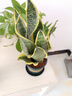 金边虎皮兰新房办公室多肉植物花卉白玉虎皮兰长脚虎皮兰绿植盆栽 3棵金边虎皮兰+1个加仑盆送底托 实拍图